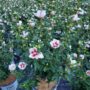 Rose of Sharon – Lil’ Kim – #3 Container